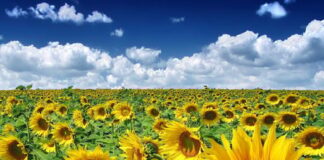 Синоптик дал прогноз на лето в Украине и рассказал, когда ждать сильной жары