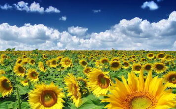 Синоптик дал прогноз на лето в Украине и рассказал, когда ждать сильной жары