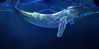 Большой пошёл конем: легендарный балет Родиона Щедрина «Конёк-горбунок» показали в Большом театре