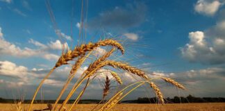 Антициклон Gabriele обоснуется в Украине 1 августа: синоптик рассказала, чего ожидать