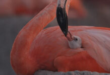 На фестивале документального кино наградили фильм о жизни счастливой козы