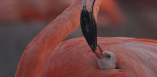 На фестивале документального кино наградили фильм о жизни счастливой козы