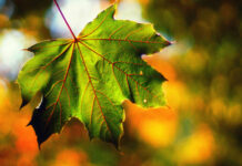 Будет ли «бабье лето» и ждать ли аномальных явлений осенью: синоптик расставила все точки над «і»