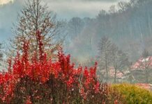 Стоит ли ждать снега и морозов: синоптик рассказала, какая погода ждет Украину в начале декабря