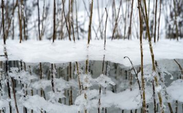 Какой будет зима в Украине: метеоролог оценила вероятность аномальных температур
