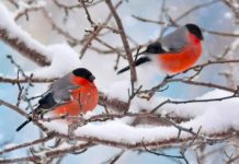 Вторая декада января в Украине начнется с сильных морозов: в каких областях может быть до -20