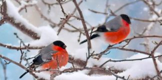 Вторая декада января в Украине начнется с сильных морозов: в каких областях может быть до -20