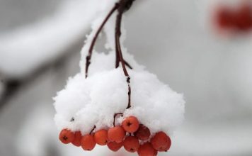 Украину ждет еще одна морозная неделя: в каких областях будет холоднее всего и где пройдет снег