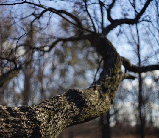 Зима сдается: синоптики рассказали, какой будет последняя неделя февраля