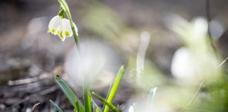 Украину ждет период настоящего весеннего тепла – синоптик назвал даты