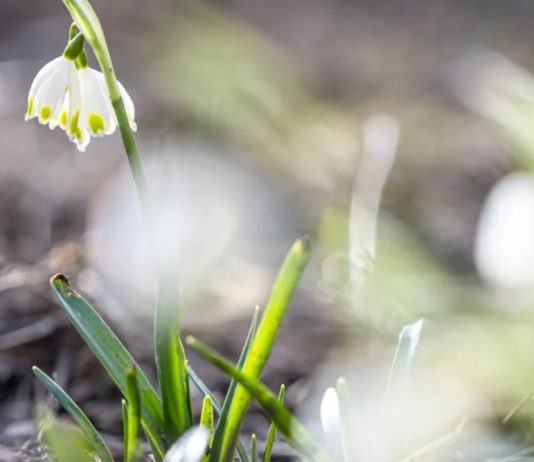 Украину ждет период настоящего весеннего тепла – синоптик назвал даты