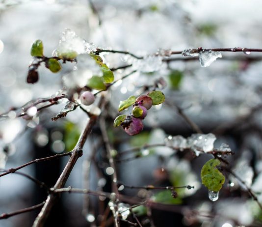 Весна в Украине набирает обороты: где в первую неделю марта потеплеет до +15