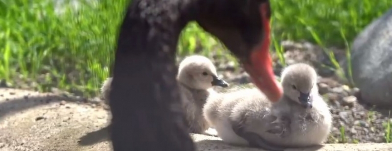 У пары черных лебедей в московском зоопарке родились два птенца